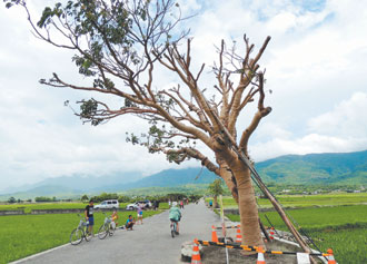 “金城武树”扶正后长出新芽粉丝兴奋不已(图)