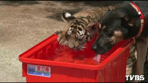 �׻��ݹ�Ϊʦͬ��ѧ�Ժ����֣�ͼ��