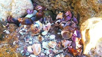 �Ѷ��������ֻ�ľ�з�����ʬ����ֱ��̫����