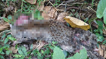 ̨�屣������ʯ������ײ������һ�����˿�ϧ