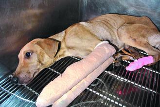 据台湾《联合报》报道,台南市北区上周六发生虐狗事件,6个月大的流浪