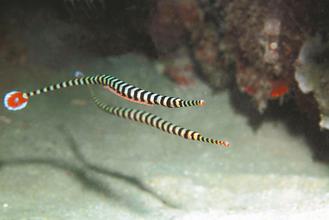 ̨��ɹ���ֳ�����ư߽ں�����Ϊȫ��������ͼ��