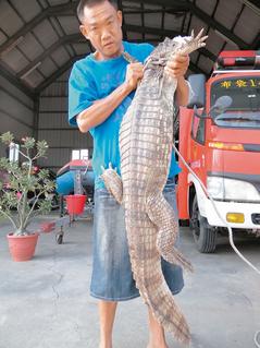 钓客钓到150公分鳄鱼消防员花一小时制伏(图)