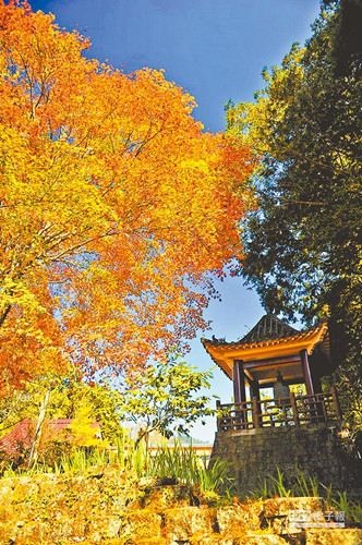 台湾最美山林季10月底赏枫好时机(图)