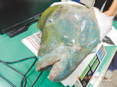 ̨����̯���������ද����ü�㾯�����