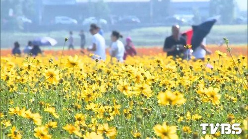 台中新社花海8日开放游客抢先上山赏花(图)