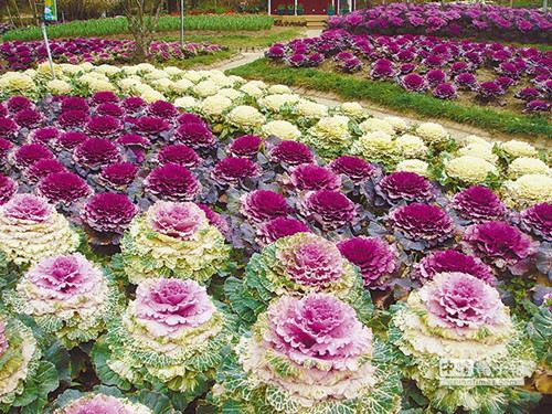 ���ϴ�ε�̨�������Ƽ�������̨����ɽ����ͼ��