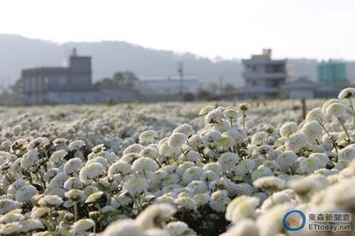 苗栗杭白菊正是最美花期