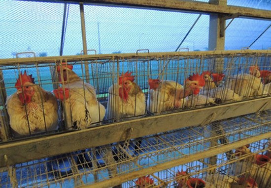 台南发现H7N9亚型禽流感病毒非大陆同源株