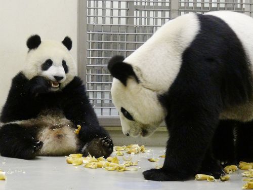 台北大熊猫宝宝“圆仔”上训练课全靠美食诱惑(图)