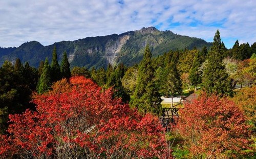 阿里山枫叶季将提早结束周末赏枫首推沼平公园