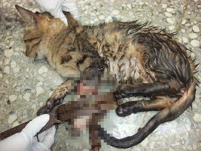 猫踩捕兽夹困山区2天深可见骨截肢保命(图)