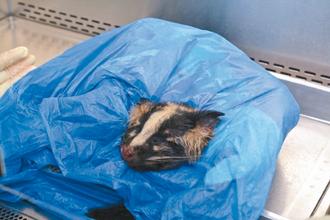 台湾发现首例果子狸感染狂犬病新北市动员防疫