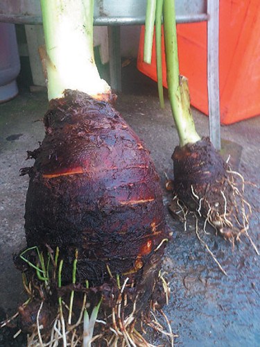 台湾农民种出6公斤芋头王比橄榄球还大