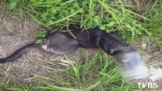 ���˹���Ϊ��ʳͷ�����Ӳ�������ͼ��