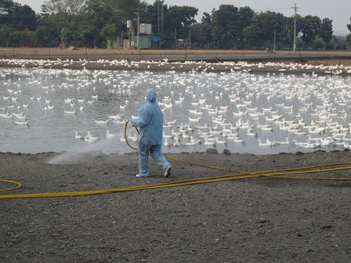 ̨���������H5N2�����в�����ϵȫ���׼���ͼ��