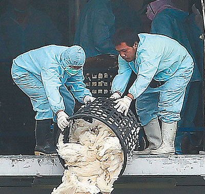 全台湾最大种鹅场首现H5N8嘉义展开扑杀