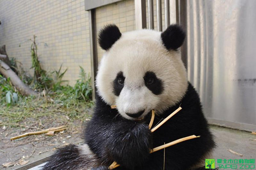 ��̨����èĸŮ�־���һ�ܸ��Ե������ͼ��