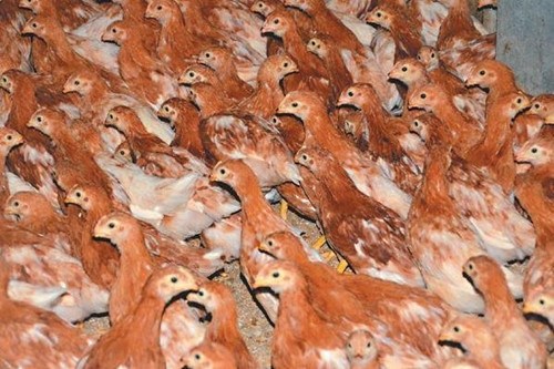 ̨����������������ɢ̨���⼦�ɸ�Ⱦ��ͼ��