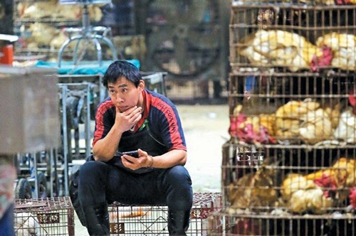 台南肉鸡场感染禽流感病毒鸡只全数扑杀(图)