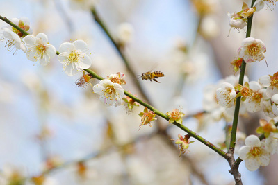台湾清华大学梅园盛开梅香扑鼻 人比花多 图 中新网
