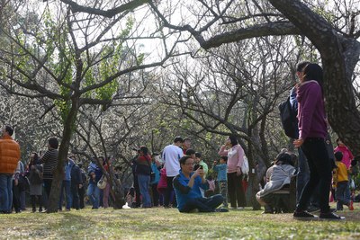 台湾清华大学梅园盛开梅香扑鼻 人比花多 图 中新网