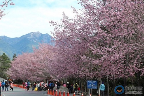 台湾武陵农场山樱花开放梅花茶花同争艳