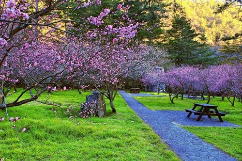 台湾武陵农场山樱花开放梅花茶花同争艳 中新网