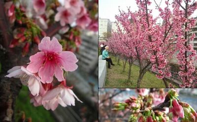 赏樱秘境台北巿内湖寒樱将绽放(图)