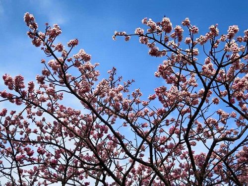 台湾“平菁街42巷”赏樱正当时(图)