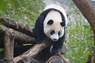 熊猫“圆仔”有个性爱吃爱玩不上课(图)