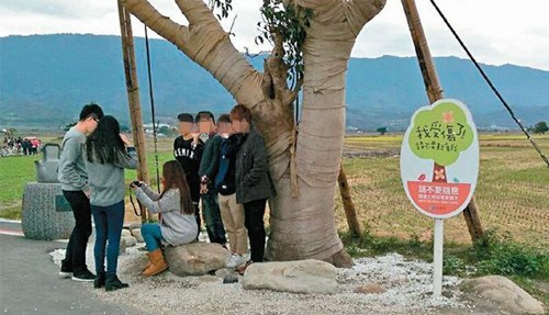 金城武树因游客原因再受伤一周内启动三层保护