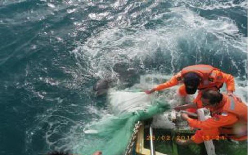 海豚缠渔网受困台中海巡队救援成功(图)