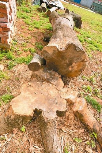 台湾一病人将老树扒皮致死称内有树精害他生病