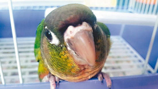 鹦鹉飞进彩券行赌客认为好彩头阔绰加码(图)