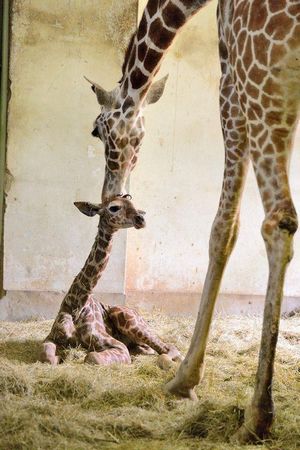 台长颈鹿长宵顺利生产小宝宝萌态十足组图3