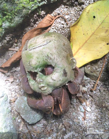 寄居蟹找不到家背“鬼娃娃”到处爬(图)