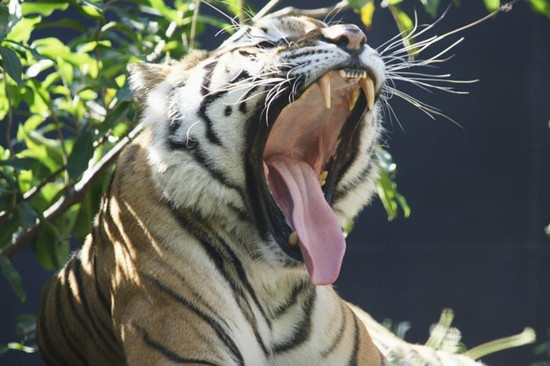 台北动物园一只孟加拉虎逃脱已抓回(图)