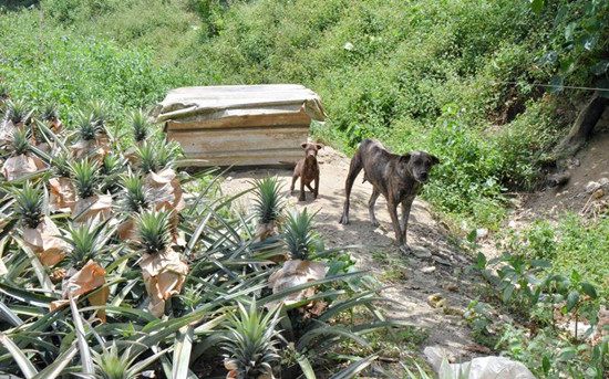 台湾原住民种菠萝真辛苦白天赶猴夜战山猪(图)
