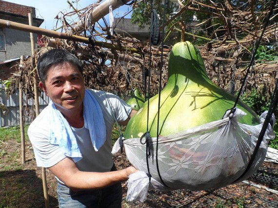 “南瓜王子”种出巨型瓠瓜腰围达186厘米(图)