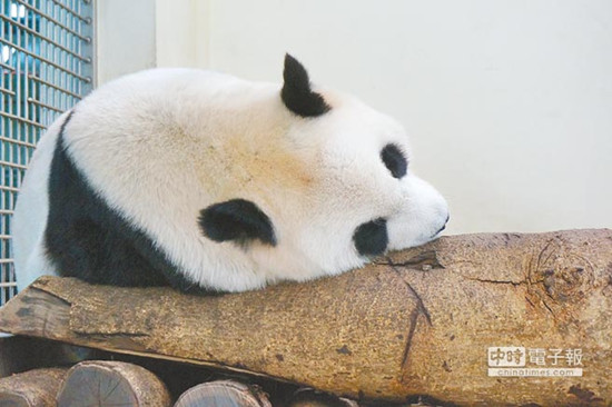 ��̨����èԲԲ����̥��1�����ڽ�����ͼ��