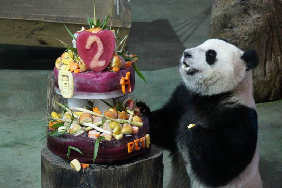 台北大熊猫“圆仔”过2岁生日啃双层冰蛋糕(图)