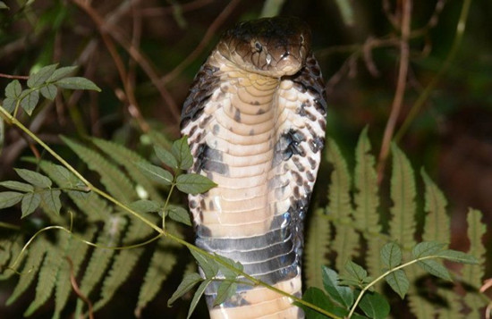 眼镜蛇“屡劝不听”忠犬护阿嬷使出撒手锏(图)