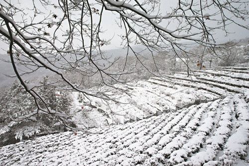 “霸王级”寒流致全台60人猝死12所学校停班停课