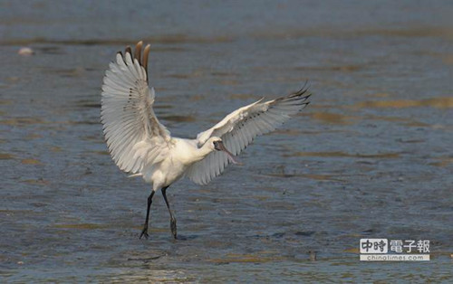 ����̨�壿21ֻ������������̨�崴12���¼�¼