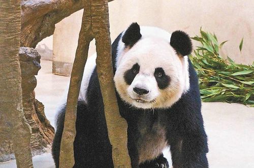 大熊猫团团圆圆赴台已8年将迎来12岁生日(图)