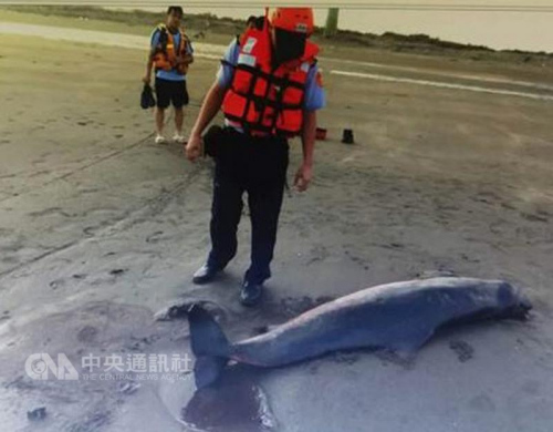 半个月4起:台湾频发生侏儒抹香鲸搁浅事件