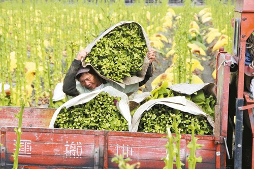 台湾种植烟叶将走入历史昔日风光岁月不再(图)