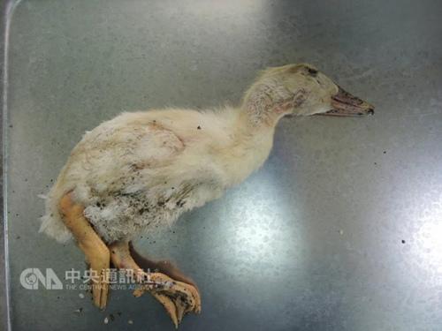 ̨���������H5N6����������������Ӧ���ʩ��ͼ��