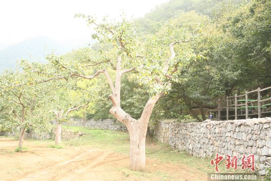 �������ժ�ڽ���Ļͽ������ܱ���������ͼ��